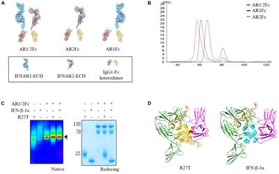 A Glycoengineered Interferon-β Mutein (R27T) Generates Prolonged Signaling by an Altered Receptor-Binding Kinetics